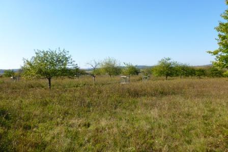 Streuobstwiese im Herbst